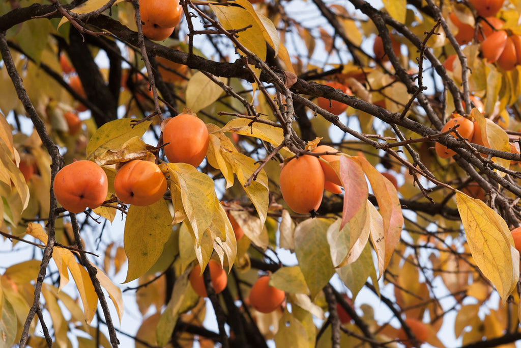 Let Me Introduce You to the Internationally Famous Persimmon
