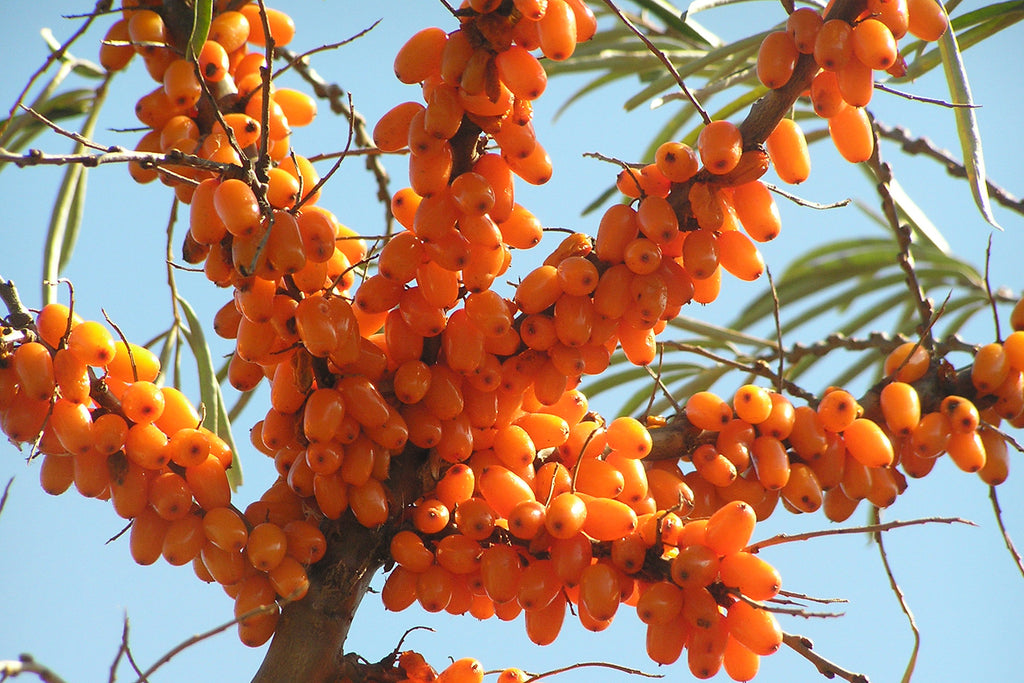 Sea Buckthorn — Food Forest Protection and Fruit of the Gods