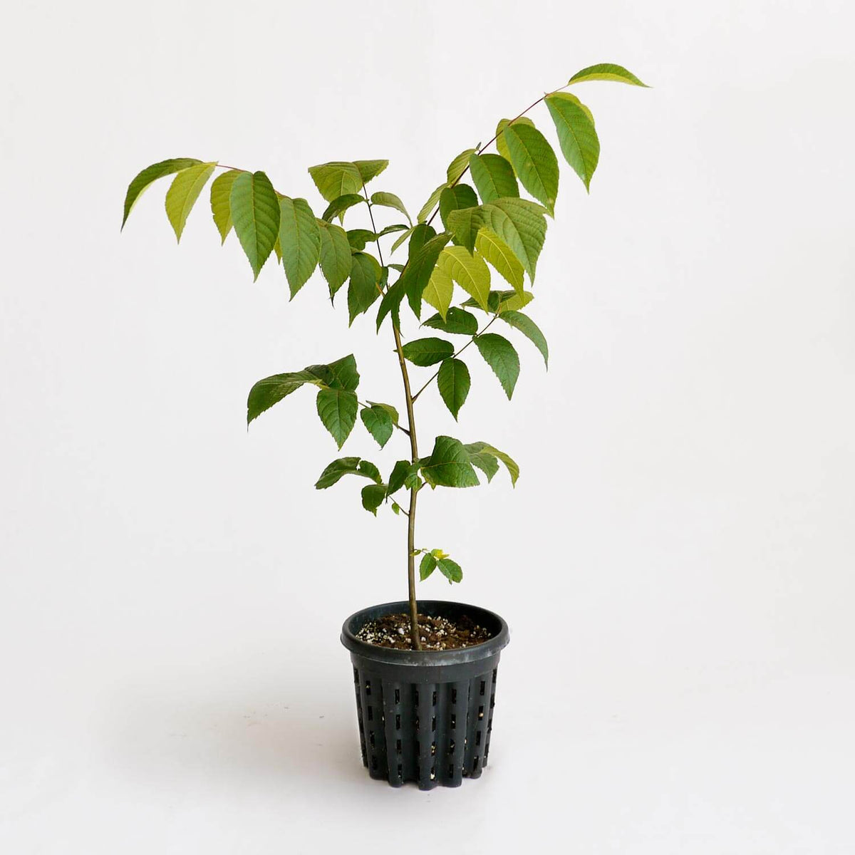 Black Walnut Seedling Plump Farms