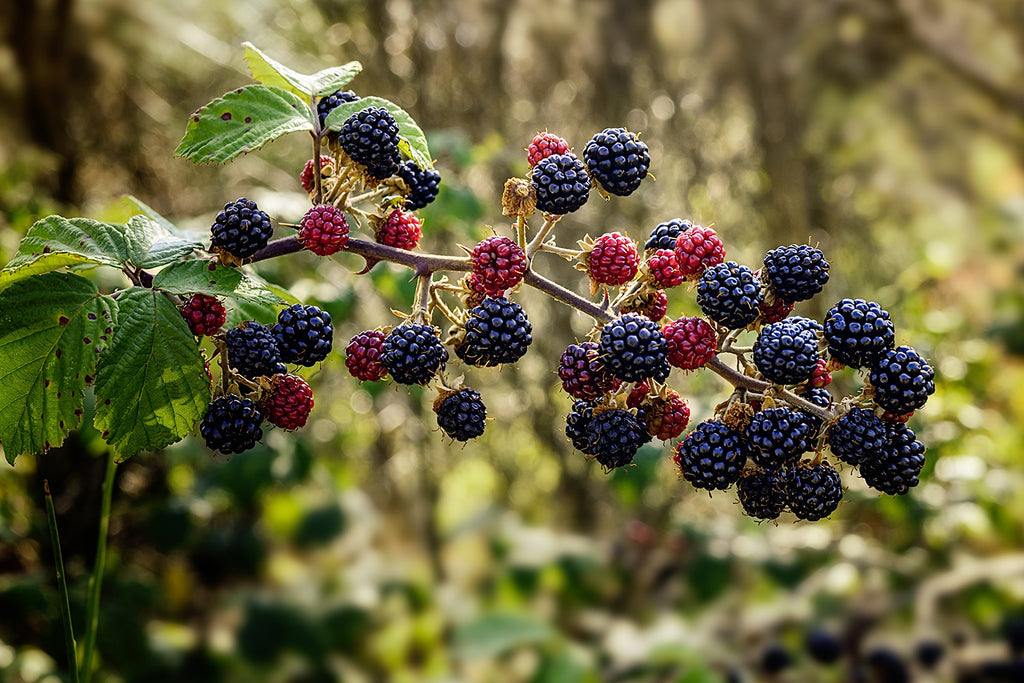 Ubiquitous Backcountry Blackberries