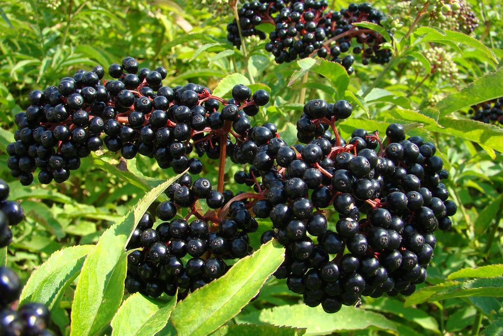Elderberry - You Know What They Say About too Much of a Good Thing...