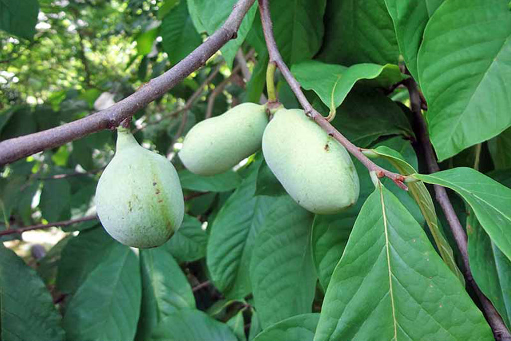 Pawpaw - The Great Canadian Fruit