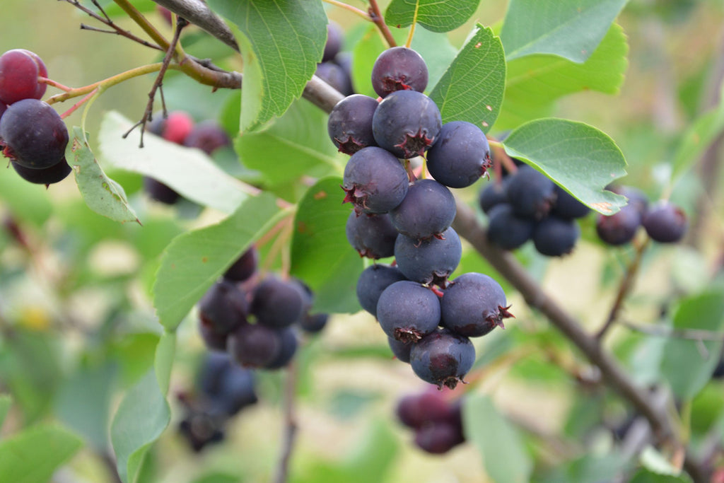 Saskatoons — What Came First: the City or the Berry?