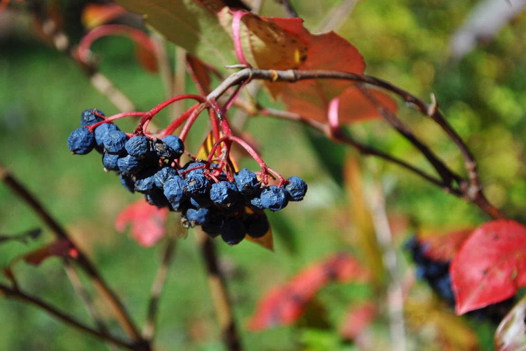 Shrivelled Raisins Wild Raisins Are a Forager's Delight – Plump Farms
