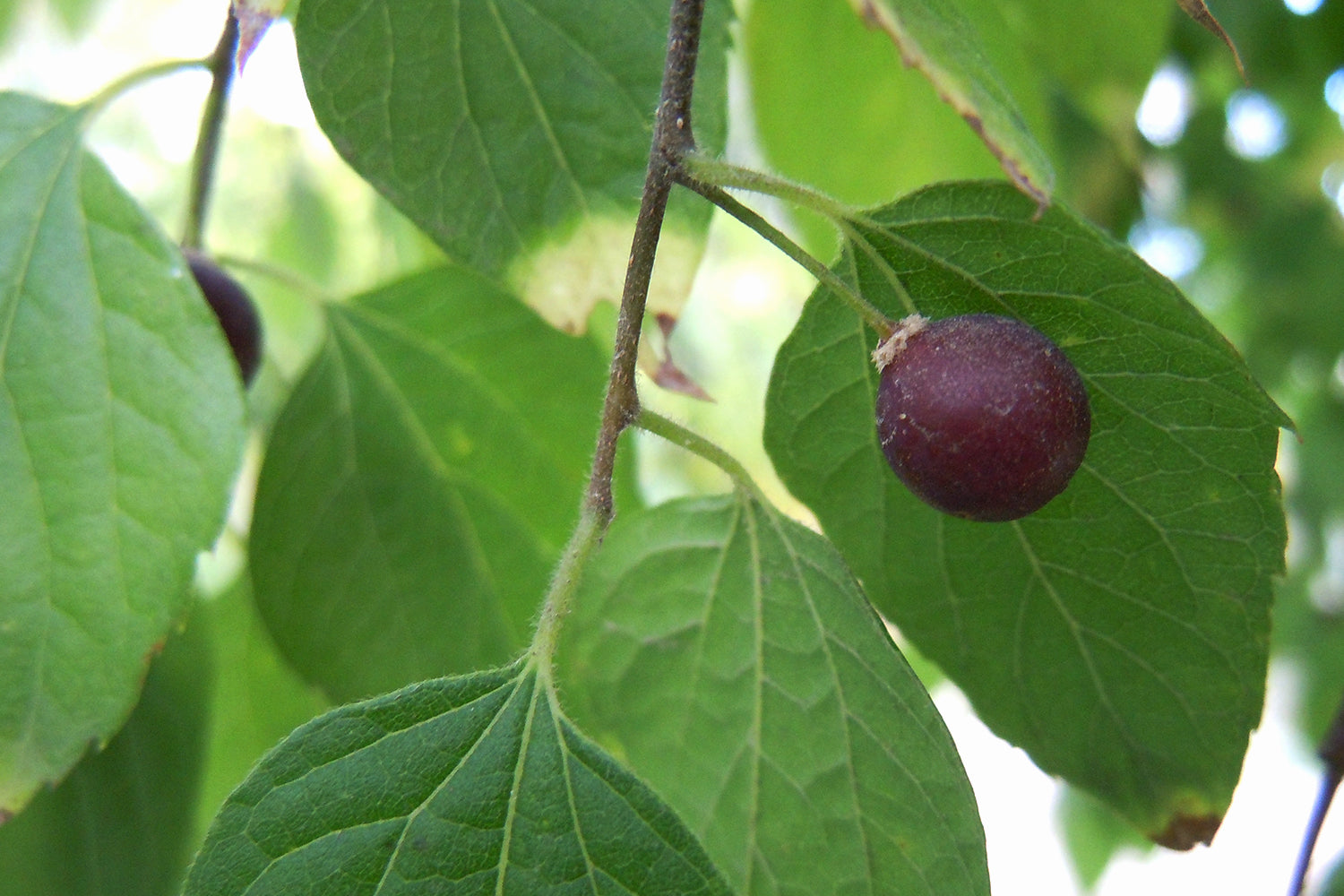 Mulberry vs discount hackberry