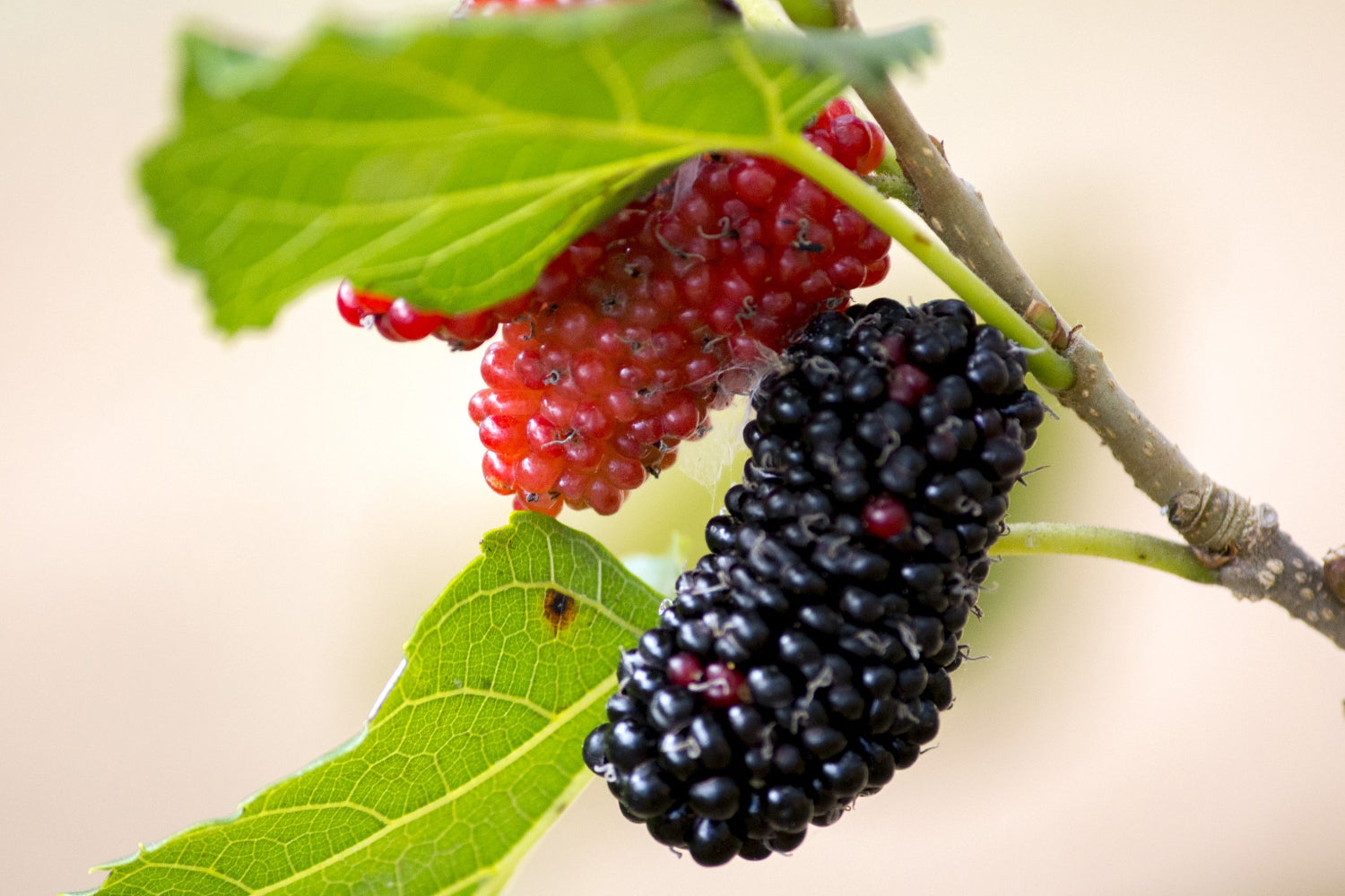 Mulberries – Don't Believe the Haters – Plump Farms