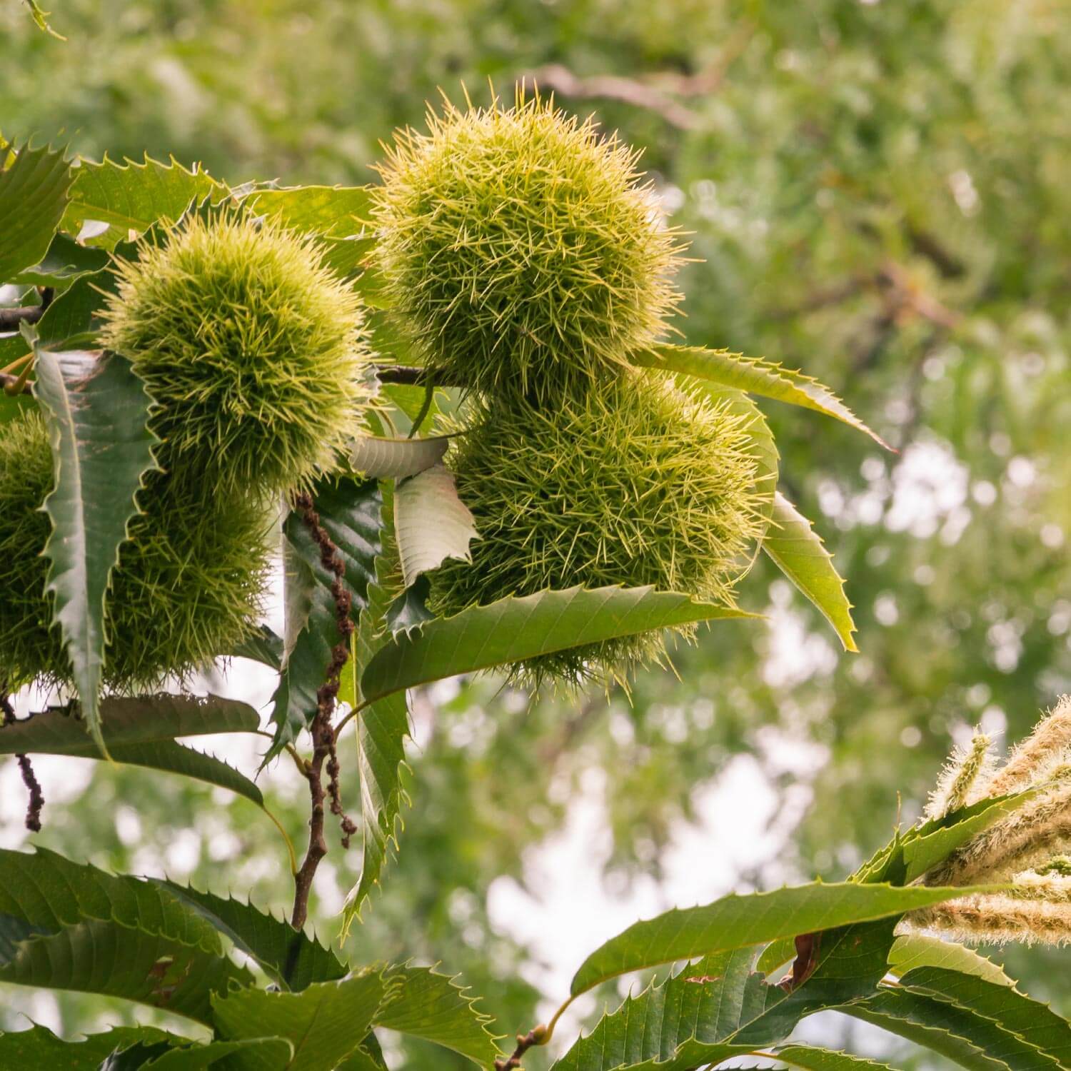 american chestnut seeds for planting American Chestnut Seedling – Plump Farms
